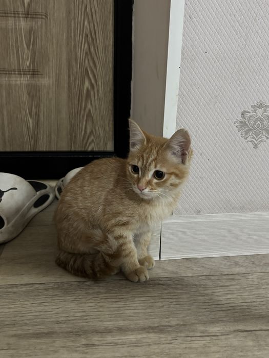 ургашы мысыктар суйкымды