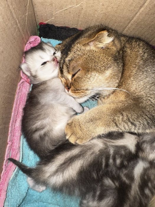 Котята породы скотиш фолд, мальчик и девочка