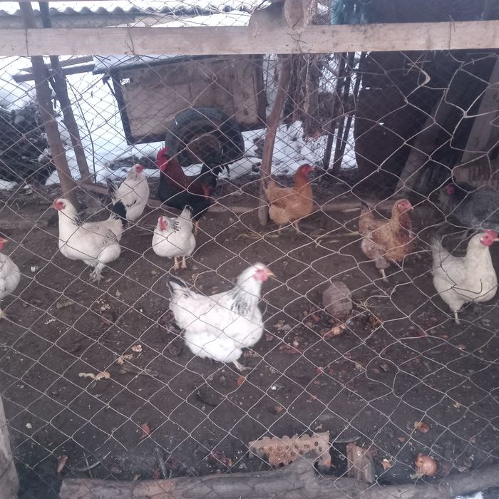 Тауктар сатылады