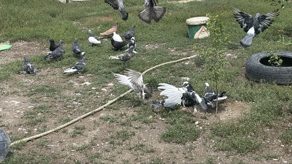 Продам голубь домашний.