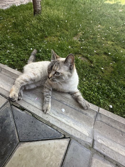 Отдадим в хорошие руки кошку