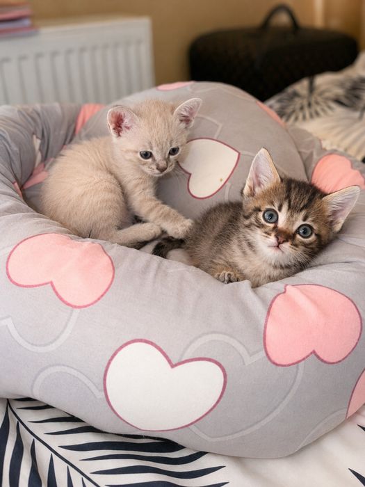 Котята домашнте ласковые