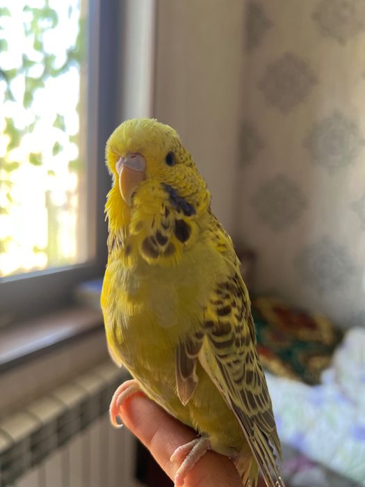 Valnistiy ko’k-oq rangli va Sariq Andurka ruchnoy polruchnoy qushlar