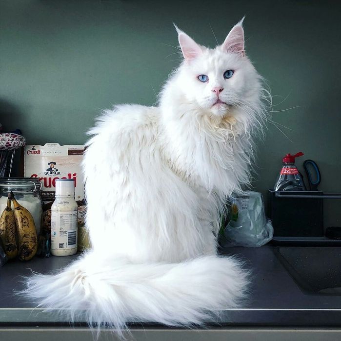 Эксклюзив! Снежные МЕЙН КУНЫ  , под Резерв