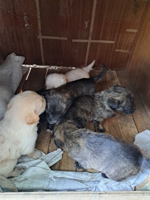 Малки кученца !!! Майка Белгийска овчарка !!! Баща Лабрадор !!!