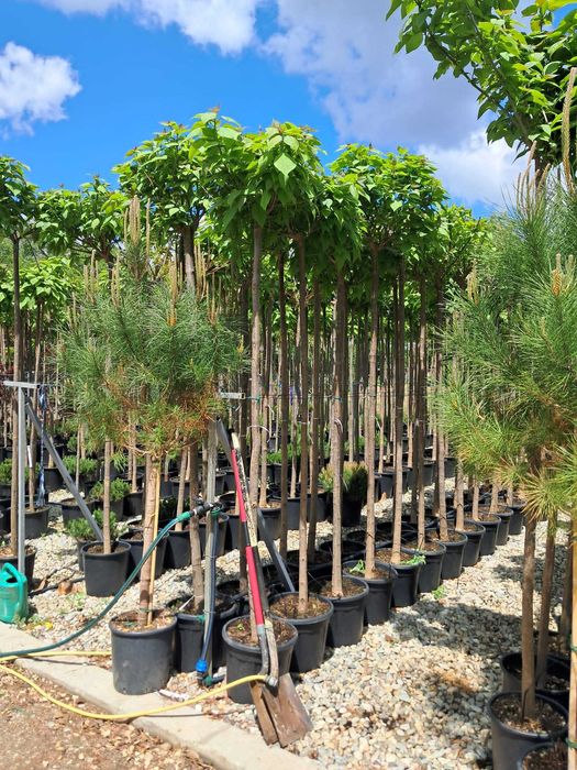 Plante Ornamentale de la 35 Lei + Transport Gratuit & Plantare Inclusă