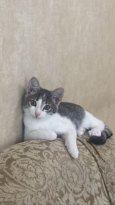 Отдам кошку 5 мес