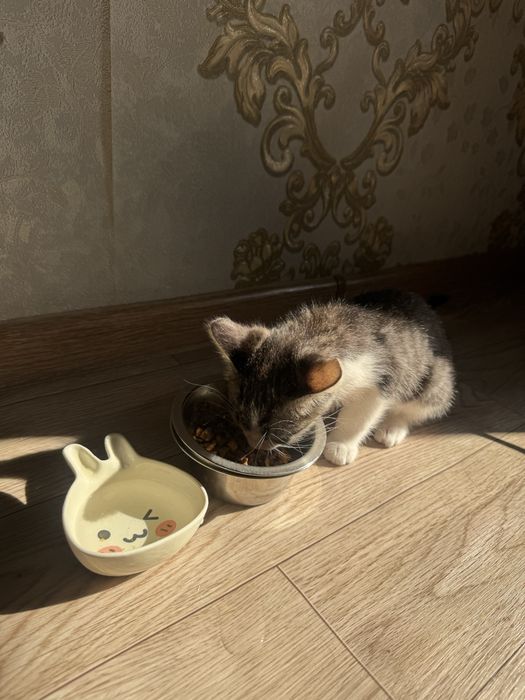 Отдаем в добрые руки котенка