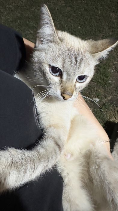 Котята бесплатно кошка
