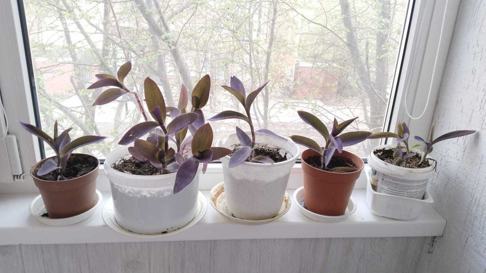 Продам комнатные цветы