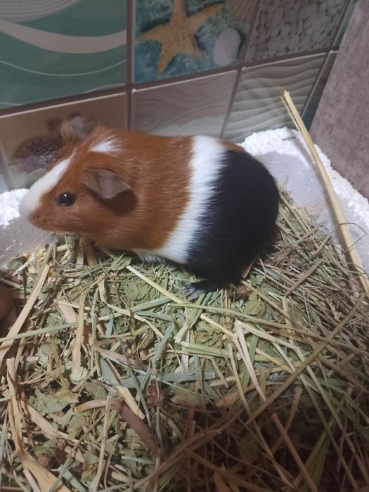 Продам 2 морских свинок