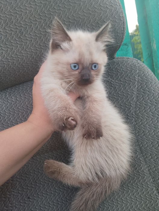 Отдам котят в добрые руки