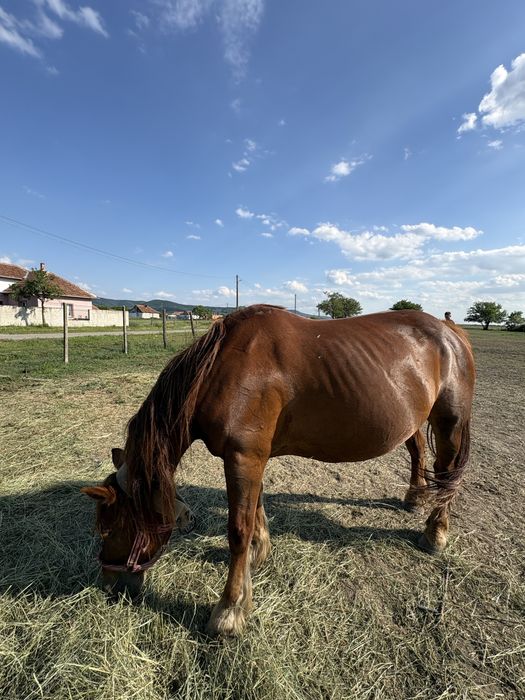 Iapa cu manz de vanzare