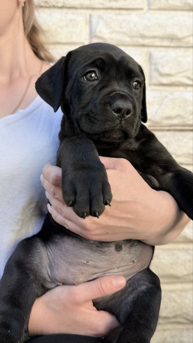 Italian Cane Corso