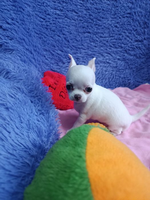 Щенок чихуахуа мини