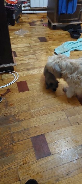 Щенки 2 девочки. 1.5 месяца