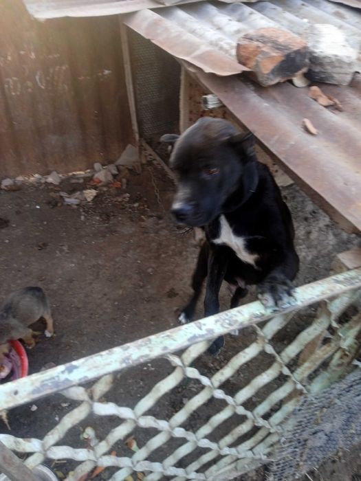 Urg'ochi pitbull it sotiladi