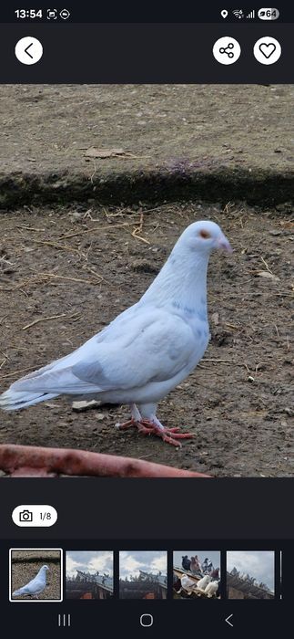 Porumbei de vânzare