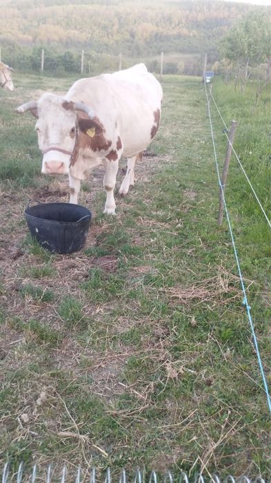Vaca baltata romaneasca
