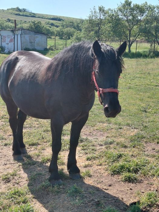 Vând iapa neagră prinsă la cărută