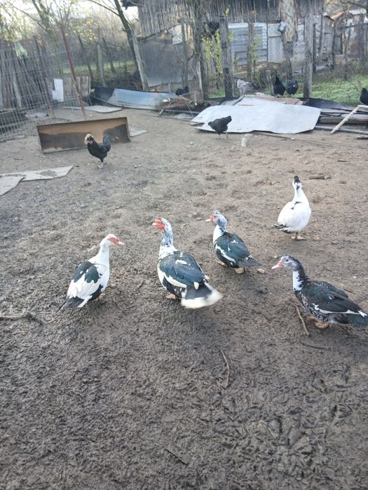 Schimb  cocoși motata olandeza