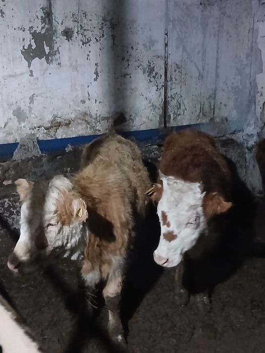 Продаются бычки