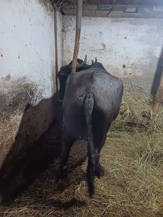 Vand Bivolită bună de lapte