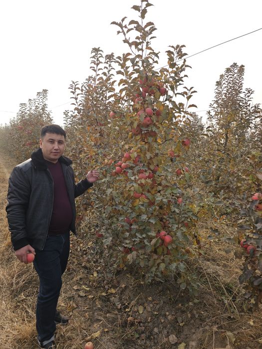 Фруктовые саженцы