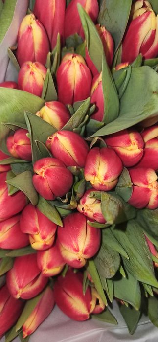 Тюльпаны оптом и в розницу, центр 24/7