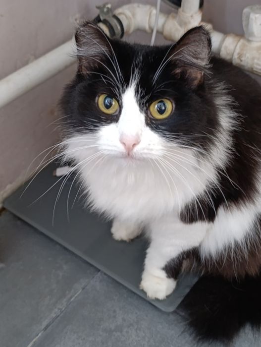 Ищем дом для спасённых котиков.