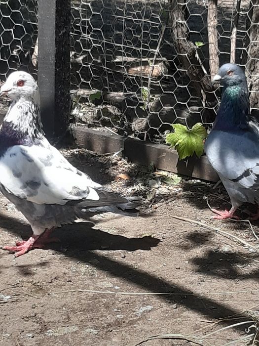 vand porumbei ( masculi)sau schimb cu femele.
