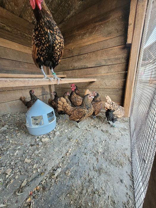 Ouă sebright de incubat