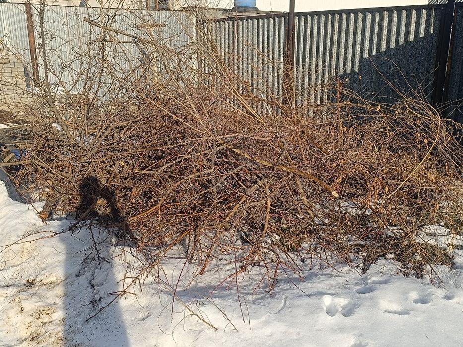 Дрова отдам даром