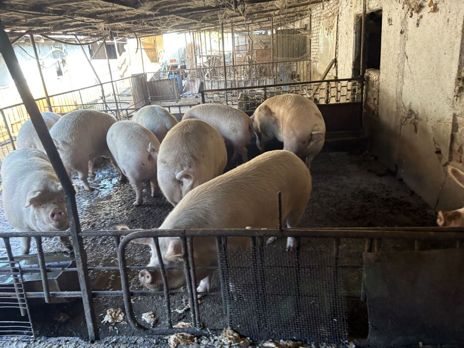 Продаваме прасета