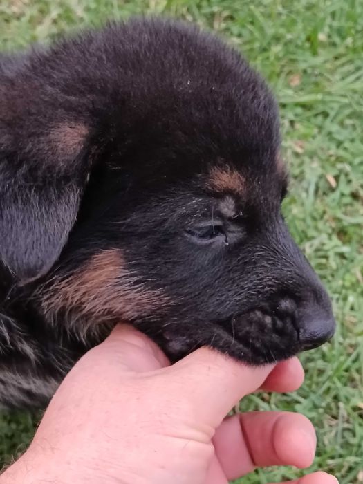 Страхотни малки НОК