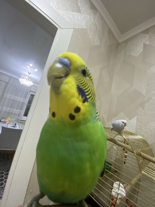 Продам двух волнистых попугаев.