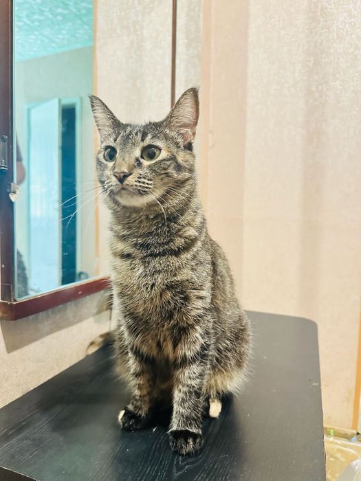 Любопытная кошка