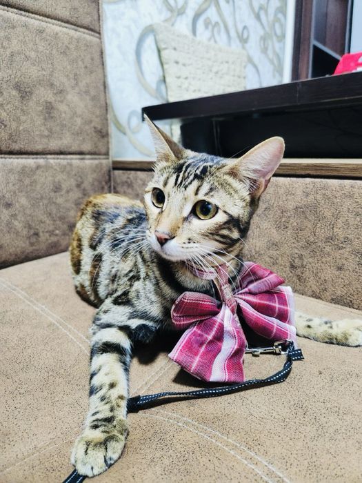 Bengalsky mushuk srochni sotiladi !!!