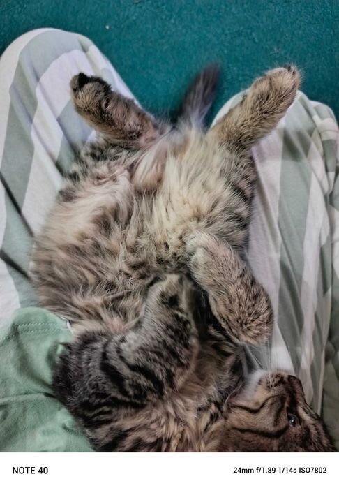 Котёнок Мейкуна 3 месяца мальчик и маленький котёнок девочка срочно