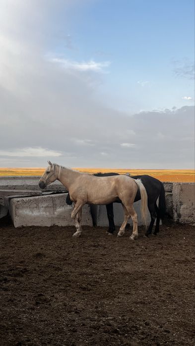 Қазақы мініс білетін ат