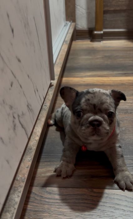 Френски булдог , марле .