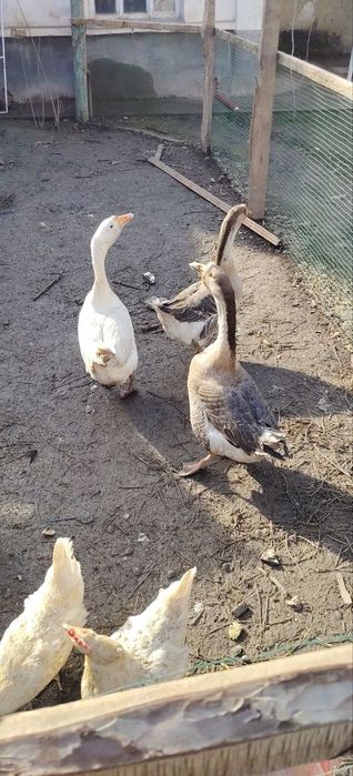 Гуси 6 месяцев.  G'oozlar 6 oy