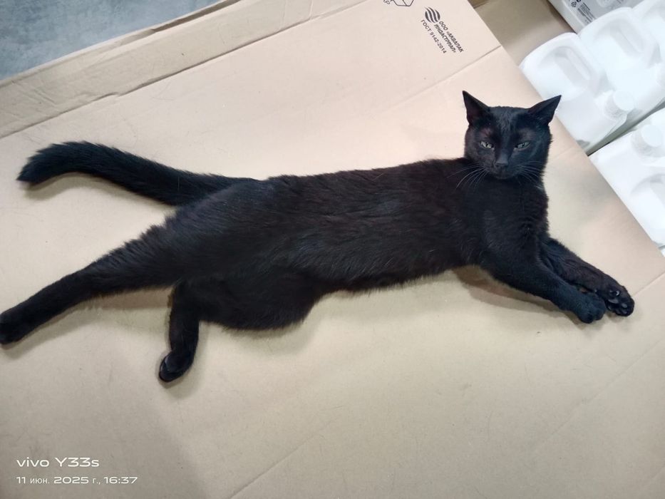 Дарю в добрые и ответственные руки