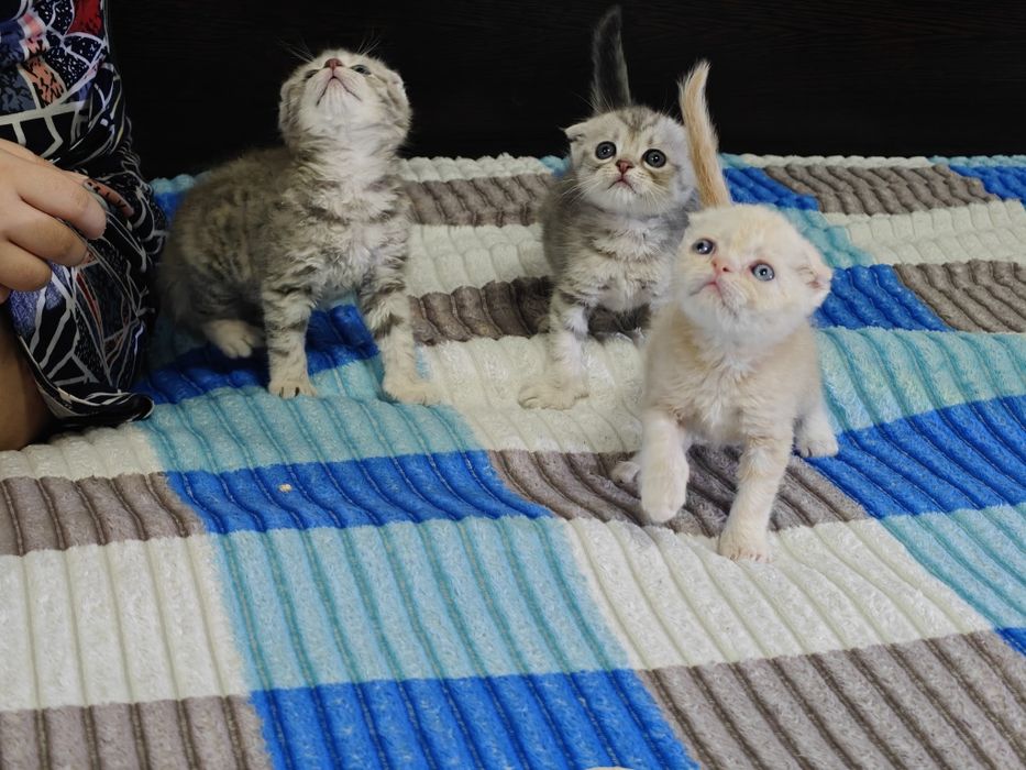 Пушистые комочки счастья