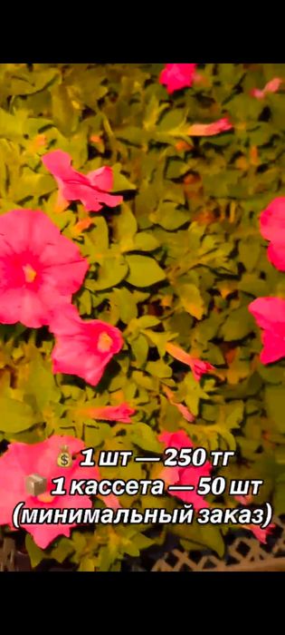 Продам. Саженцы петунии