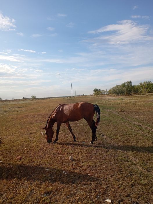 Айғыр сатылады Жеребец