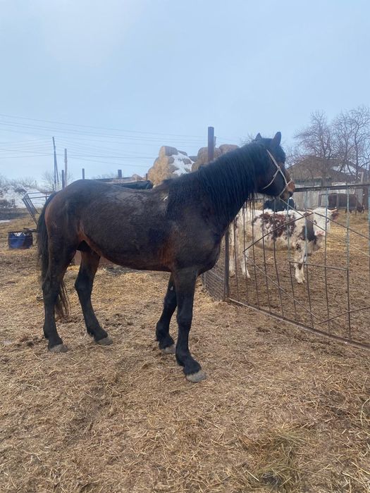 Продается жеребецов...