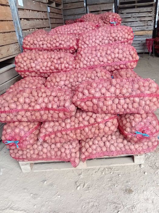 Vand cartofi samanta Bellaroza inmulțirea a II-a