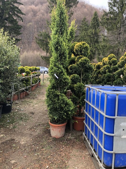 Maslini / Artar Japonez/ Bonsai