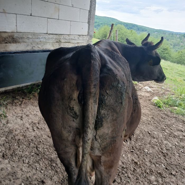 Vand vaca bruna de maramures